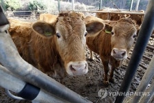 육종 농가에서 사육 중인 횡성 한우