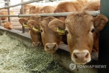 육종 농가에서 사육 중인 횡성 한우 송아지들