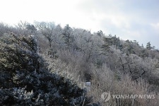 평창 발왕산에 내린 첫눈