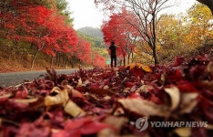 산청 밤머리재 단풍 절정
