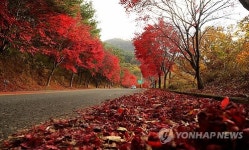 산청 밤머리재 단풍 절정
