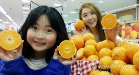 롯데마트, 충주산 천혜향·레드향 출시