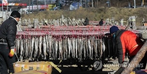 추위가 반가운 대관령 황태덕장