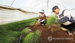 충남 서산 황토달래 수확 한창