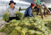 울산북구 명품부추 본격출하…농가소득 증가 기대