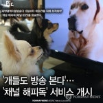 <이슈픽> `개들도 방송 본다…`채널 해피독 서비스 개시