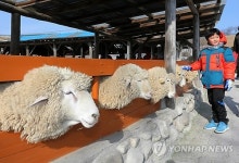 양 목장에서 새해 각오를