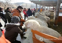 양 목장에서 새해 각오를