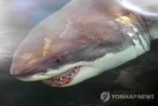죠스의 공포…호주서 백상어 공격으로 10대 사망
