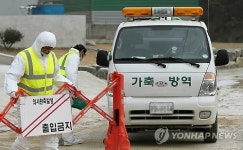 경북 영천 구제역 발생
