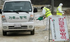 영천 구제역 발생농장 백신항체형성률 38%…추가 접종