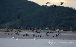 천학(千鶴) 품은 순천만…흑두루미 탐조 체험 운영