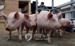 음성서 또 구제역 확진…충북 21번째(종합)