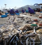 양미리로 가득한 강릉 사천항