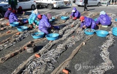 양미리로 가득한 강릉 사천항