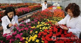 경기도농업기술원, 분화용 '칼랑코에' 육성