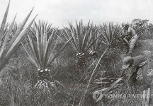 110년 전 멕시코 에네켄 농장