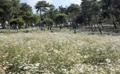 정읍 구절초테마공원에 다목적광장 조성