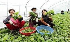 봄 향기 물씬 하동 취나물 본격 출하