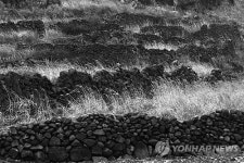 바람이 쌓은 제주 돌담 사진집 발간