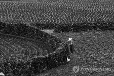 제주시 애월읍 곽지리의 돌담