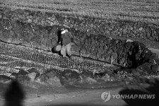 제주 김녕리의 돌담