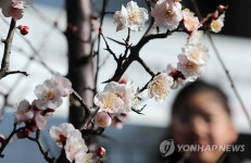 꽃망울 터뜨린 매화