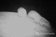 울산 청량천에도 멸종위기 수달 서식