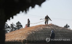  제주 성읍민속마을 봄맞이 초가 단장