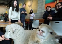 양떼목장서 분양 받은 양이 카페에