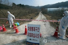 춘천서 구제역 발생지 돼지 입식…예방 살처분