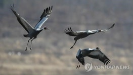 구미 해평·강정습지 두루미 겨울나기 방문 증가