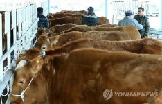 임시 개장한 가축시장