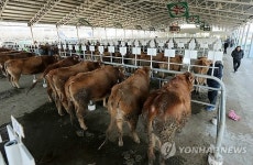 설 맞아 임시 개장한 가축시장