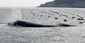 41년만에 나타났다가 사라진 긴수염고래