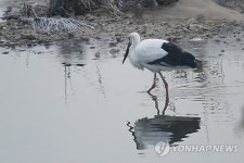 한국교원대 탈출 황새 미호, 청주서 사진작가에 찍혀