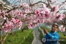 <카메라뉴스> 성큼 온 봄…복사꽃 만개