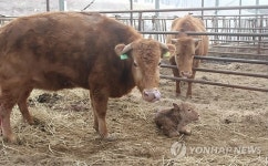 횡성축협 한우 첫 체세포 이식 송아지 생산