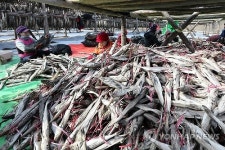 황태 출하 바쁜 손길