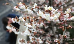 제주 봄이 오다