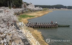 강릉 경포 벚꽃 잔치 4월 3∼10일 개최