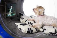 삼성 드림 도그하우스