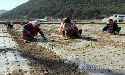 <카메라뉴스> 양파 흙 북돋워 주는 농부들