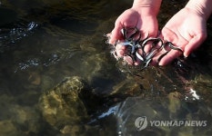 방류되는 어린 연어