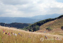 포천시, 명성산 억새 군락지 생태관리