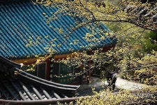 주말에 가볼 만한 곳: 압도적인 쌍계사 영모전 산수유