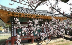 선비 정신 꽃피운 산청 남명매