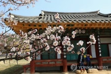 선비 정신 꽃피운 산청 남명매