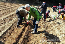 <카메라뉴스> 군산 개정면 사랑의 감자 심기