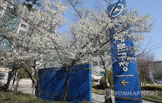 구청 앞에 핀 매화